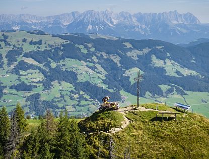 alpinolino-westendorf-im-sommer-in-skiwelt-wilder-kaiser-brixental-26-4