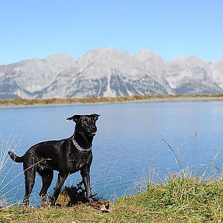 wandern-mit-hund-10