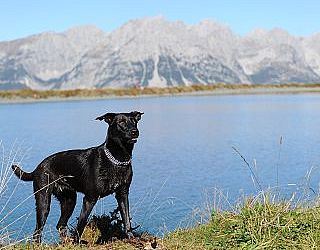 wandern-mit-hund-5